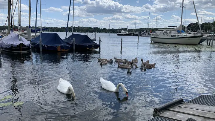 Schwanenfamilie mit Jungen im Hafen